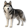 Husky