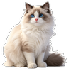 Ragdoll Cat